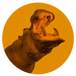 Illustration of a bellowing hippopotamus on an orange circle
